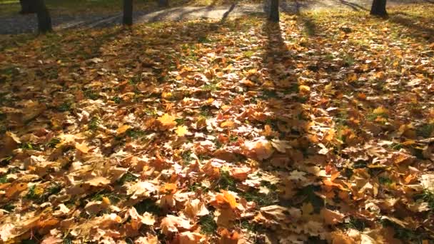 Autunno caduto foglie sfondo. — Video Stock