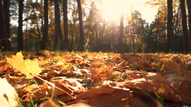 Schöne Herbstlandschaft. — Stockvideo