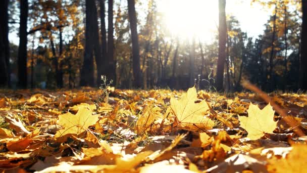 Hojas caídas de otoño cubrieron el suelo . — Vídeo de stock