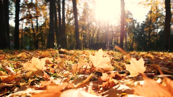 Goldener Herbst in einem Park. — Stockvideo