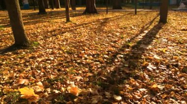 gün batımında renkli sonbahar park.
