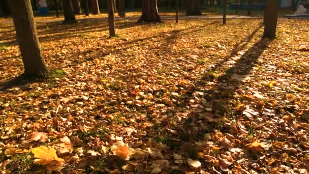 Parc d'automne coloré au coucher du soleil . — Video