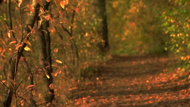 Осенний лес . — стоковое видео