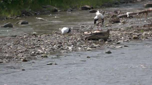Storchenpaar auf dem Fluss. — Stockvideo