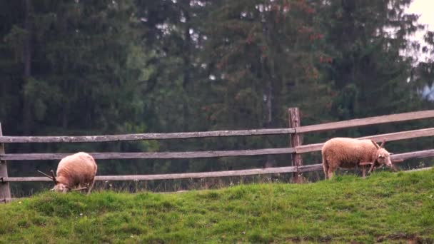 Ovejas pastando en la montaña en el terreno de pastoreo del bosque de abeto . — Vídeos de Stock