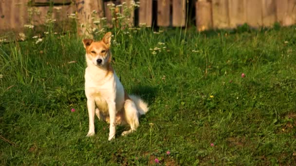 Portret van schattige jonge hond zittend op gras in de werf. — Stockvideo