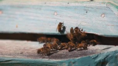 Arı sürüsü yakın bir kovana sinek.