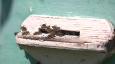 Güneşli bir günde kovanların yakınındaki bir apiary üzerinde arıların yakın.