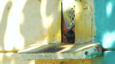 Kovan girişinde uçan arılar.