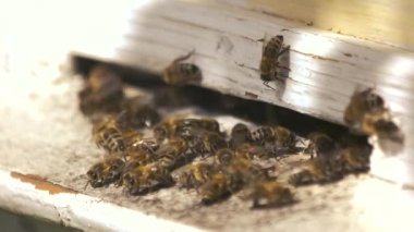 Güneşli bir günde ahşap kutuda bal arıları.