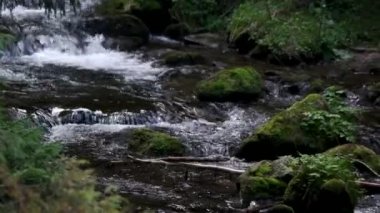 Karpatlar ormanında dağ nehri.