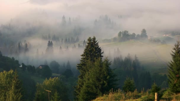 Nebliger Morgen in den ukrainischen Karpaten im Sommer. — Stockvideo