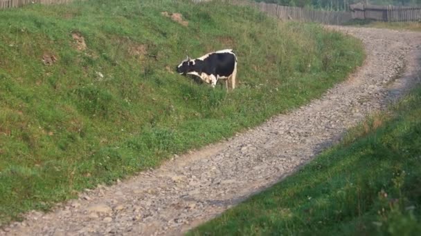 Koe grazende gras in de buurt van de weg in dorp. — Stockvideo