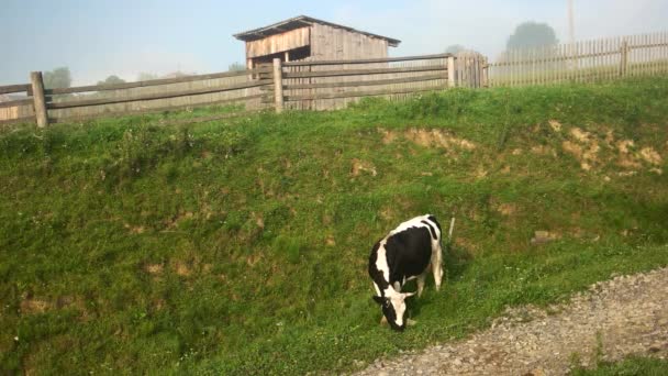 Молочная корова пасущая траву у дороги . — стоковое видео