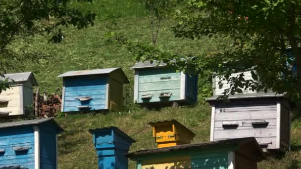 Bienenkästen aus Holz im Garten. — Stockvideo