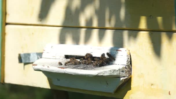 Colmena de madera y abejas de cerca . — Vídeos de Stock