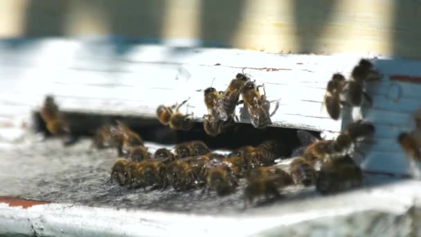 ミツバチの入り口にミツバチの群れがクローズアップ. — ストック動画
