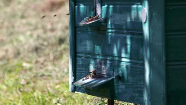 Bijen die rond de houten Bijenkorf vliegen. — Stockvideo