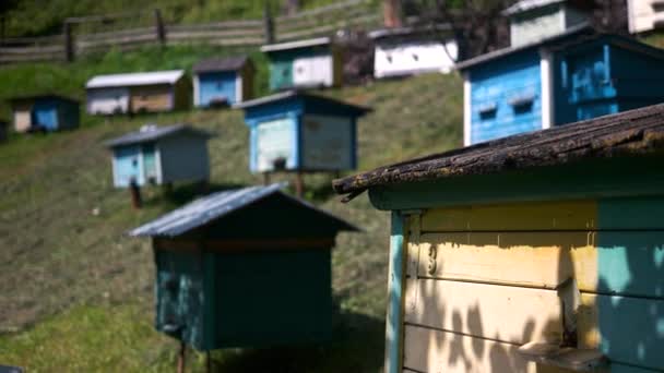 Group of wooden beehives at garden. — Stock Video