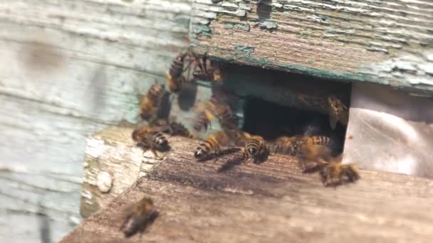 蜂巢入口的蜜蜂. — 图库视频影像