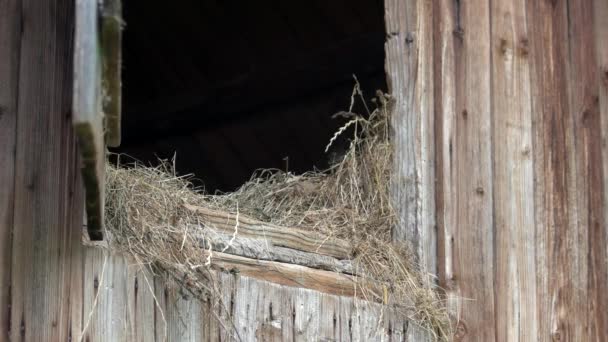 Wooden storage building with hay. — Stock Video