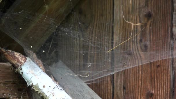 クモの巣が付いている古い木製の壁. — ストック動画