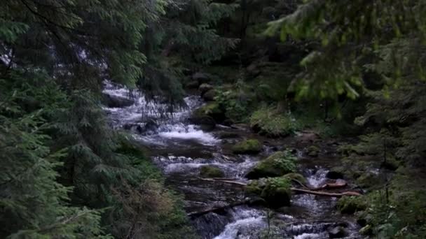 Gebirgsfluss fließt in den Wald. — Stockvideo