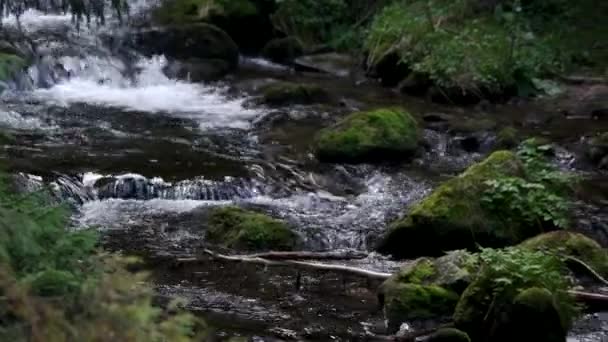 Río de montaña en el bosque de los Cárpatos . — Vídeo de stock