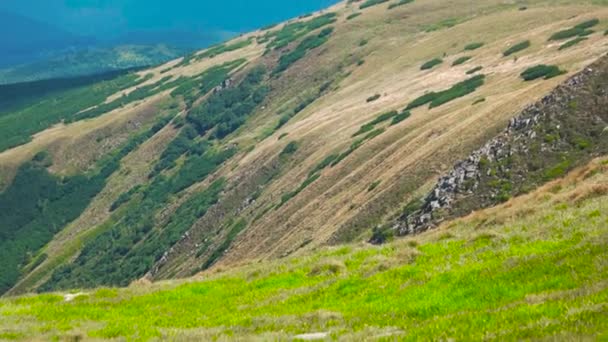 Karpatya dağlarında resimli yaz manzarası. — Stok video