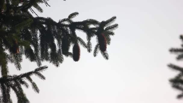 Fichtenzweig mit Zapfen auf klarem Himmel Hintergrund. — Stockvideo