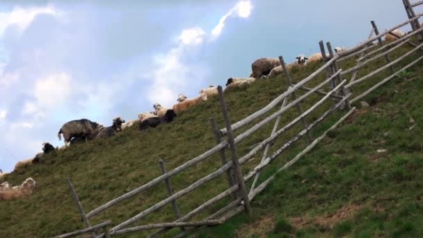 Collina verde con gregge di pecore sotto il cielo blu . — Video Stock
