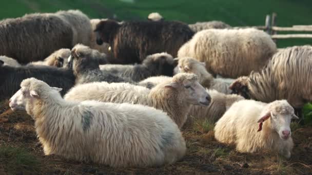 Las ovejas en el campo . — Vídeos de Stock