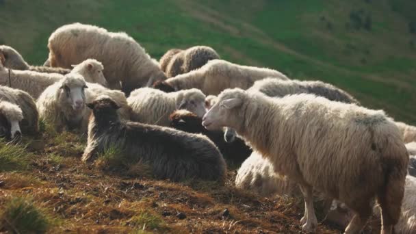 Kudde schapen grazen in weide. — Stockvideo