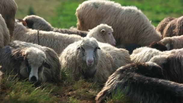 Manada de ovelhas pastando em pasto . — Vídeo de Stock