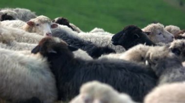 Otlakta otlayan siyah ve beyaz koyunlar.