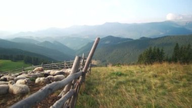 Dağlarda bir mera üzerinde Koyun.