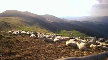 Karpat dağlarında koyun sürüsü.