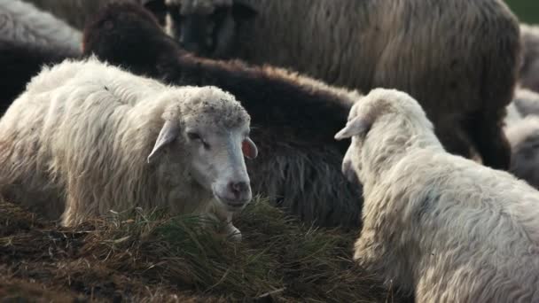 Primer plano de ovejas pastando en el campo . — Vídeo de stock