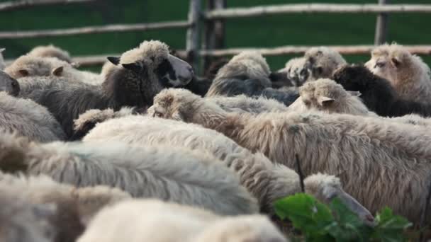 Стадо овец, пасущихся на пастбище вблизи . — стоковое видео