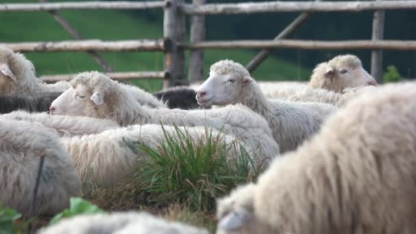 Schapen kudde grazen op weide close up. — Stockvideo