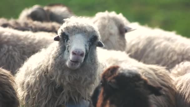 Retrato de ovejas lindas en manada mirando a la cámara . — Vídeos de Stock