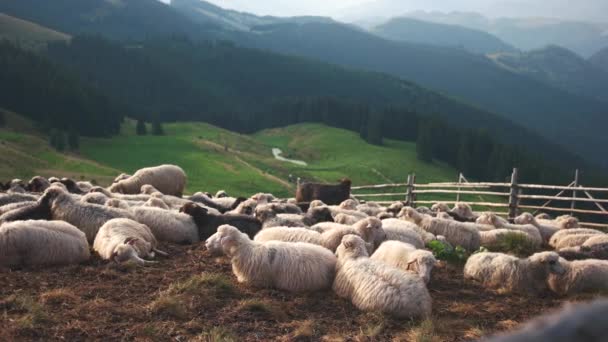Стая овец на лугу в летний сезон . — стоковое видео