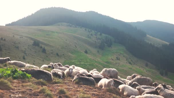 Troupeau de moutons au pâturage en montagne .