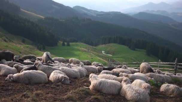 Herd of sheep resting on grassy slope. — Stock Video