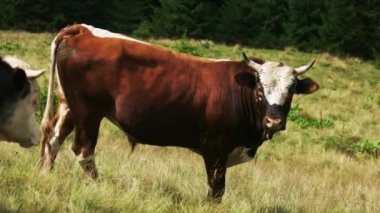 Dağlardaki evcil boğalar.