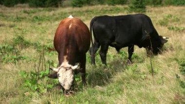 Yeşil bir çayırda otlayan inekler.