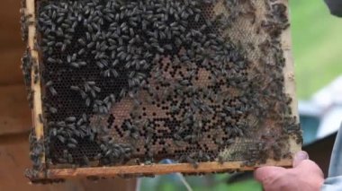 Beekeeper holding honeycomb with a swarm of bees.