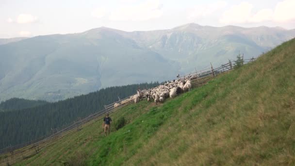 O pastor dirige ovelhas no pasto da montanha . — Vídeo de Stock