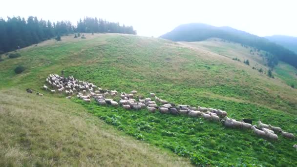 Hirte hütet Schafe auf dem Berg. — Stockvideo