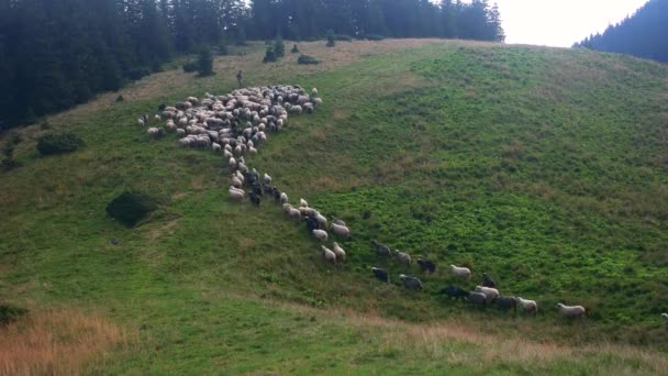 Troupeau de moutons sur pâturage, vue de dessus . — Video